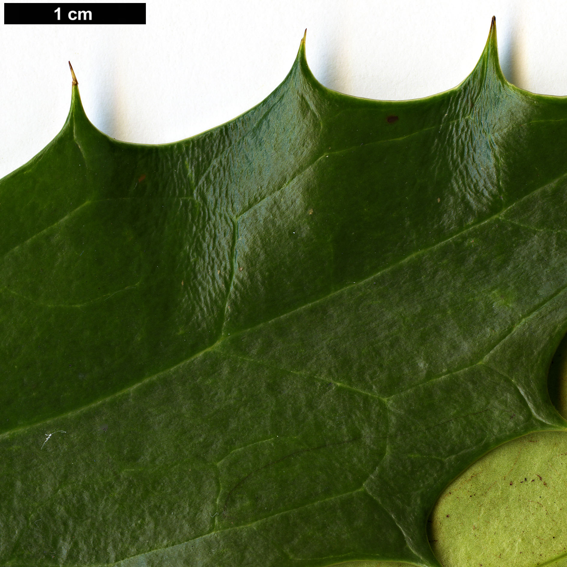 High resolution image: Family: Berberidaceae - Genus: Mahonia - Taxon: ×emeiensis - SpeciesSub: 'Emei Shan' (M.gracilipes × M.nitens)